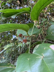 Smilax bracteata