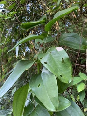 Smilax bracteata