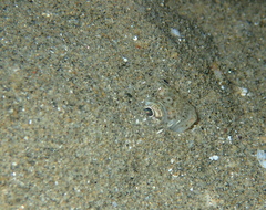 Echiichthys vipera