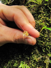 Masdevallia nidifica