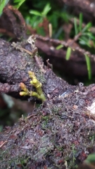 Arceuthobium tsugense