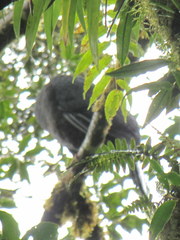 Chamaepetes unicolor