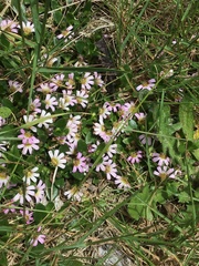 Scaevola hookeri