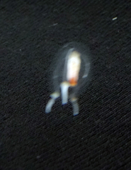 Euphysa