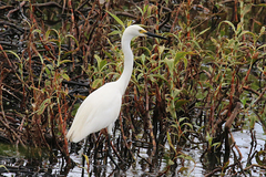 Egretta garzetta nigripes