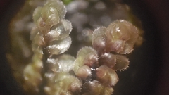 Scapania undulata