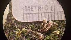 Scapania undulata