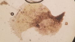 Scapania undulata