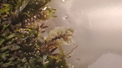 Scapania undulata