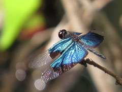 Rhyothemis resplendens