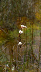 Dracophyllum oliveri