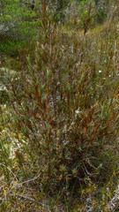 Dracophyllum oliveri