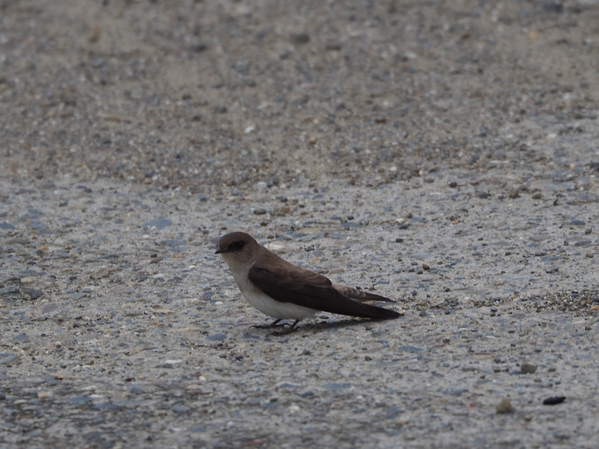 Grey-throated Martin