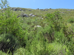 Myrovernix longifolius