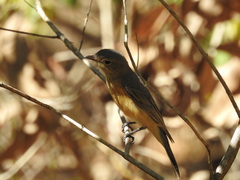 Colluricincla megarhyncha