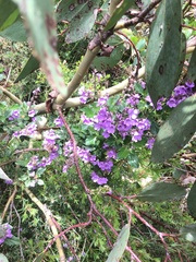 Prostanthera melissifolia