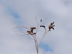 Codariocalyx motorius