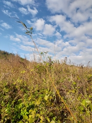 Codariocalyx motorius