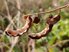 Codariocalyx motorius