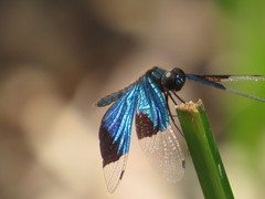 Rhyothemis resplendens