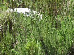 Myrovernix longifolius