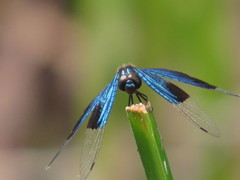 Rhyothemis resplendens