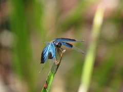 Rhyothemis resplendens