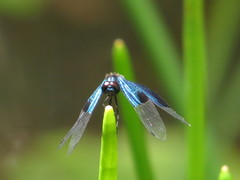 Rhyothemis resplendens