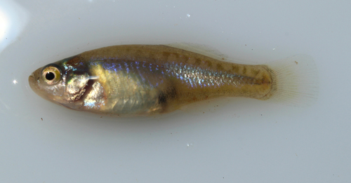 Darkedged splitfin (Girardinichthys multiradiatus) — Goodeidae — 2