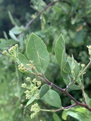 Heteromorpha arborescens arborescens