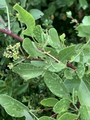 Heteromorpha arborescens arborescens