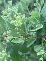 Heteromorpha arborescens arborescens