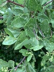 Heteromorpha arborescens arborescens