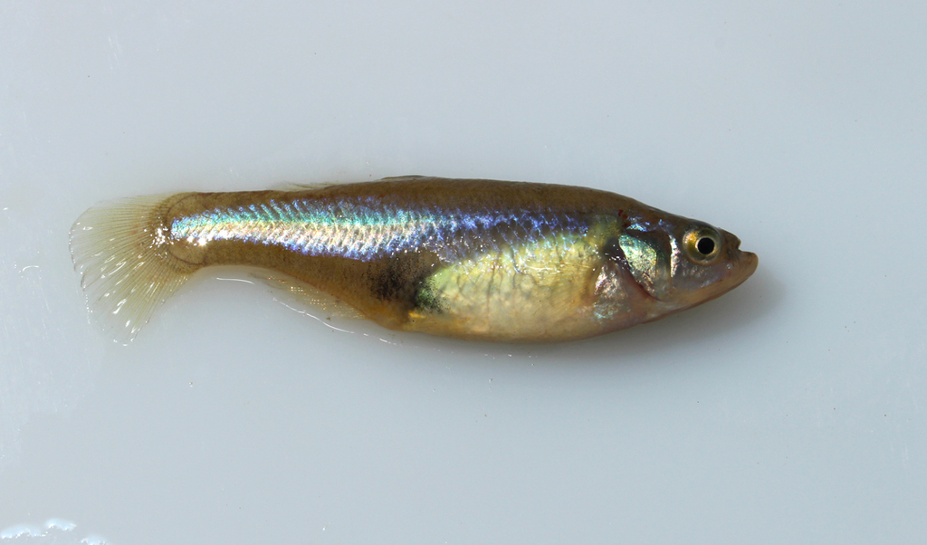 Darkedged splitfin (Girardinichthys multiradiatus) — Goodeidae