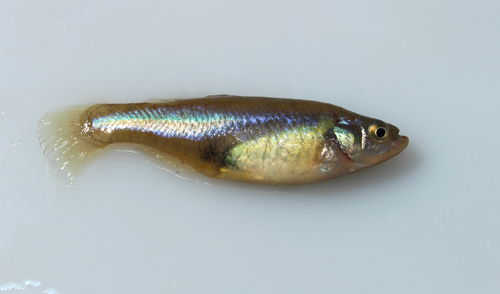 Darkedged splitfin (Girardinichthys multiradiatus) — Goodeidae