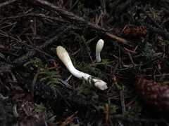 Trichoderma leucopus