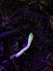 Trichoderma leucopus