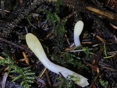 Trichoderma leucopus