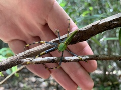 Peucetia madagascariensis