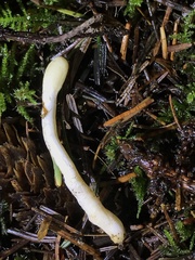 Trichoderma leucopus