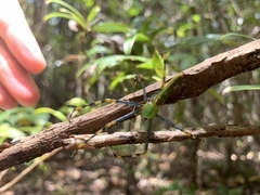 Peucetia madagascariensis