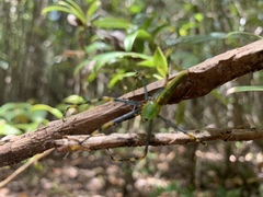 Peucetia madagascariensis