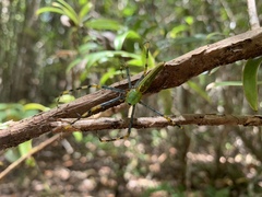 Peucetia madagascariensis