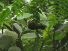 Basileuterus melanogenys