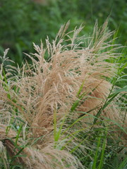 Phragmites vallatoria