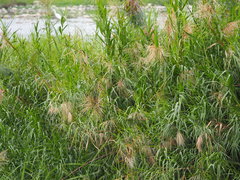 Phragmites vallatoria
