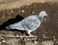 Columba livia