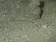 Echiichthys vipera