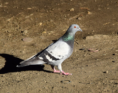 Columba livia