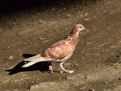 Columba livia